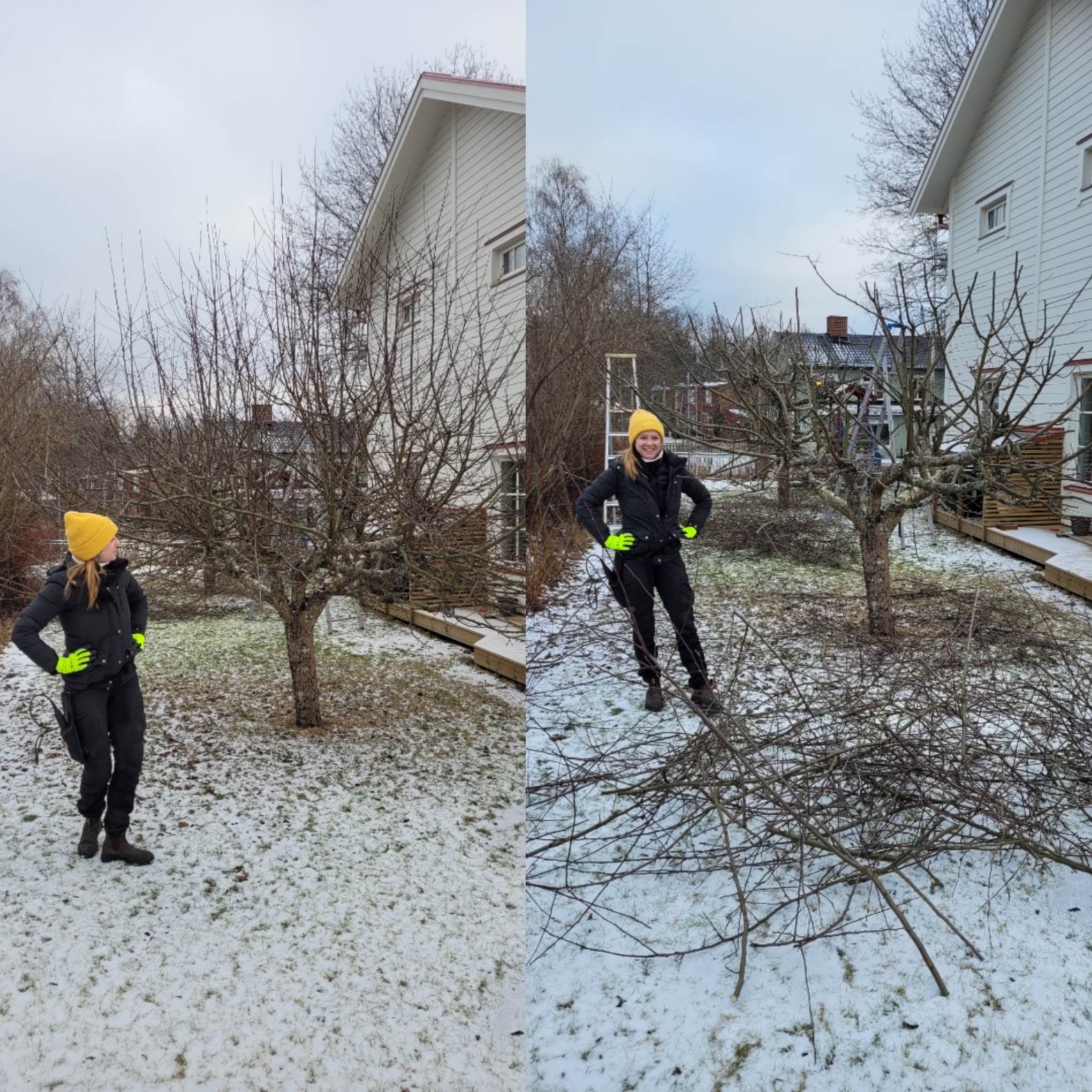 Före och efter beskärning