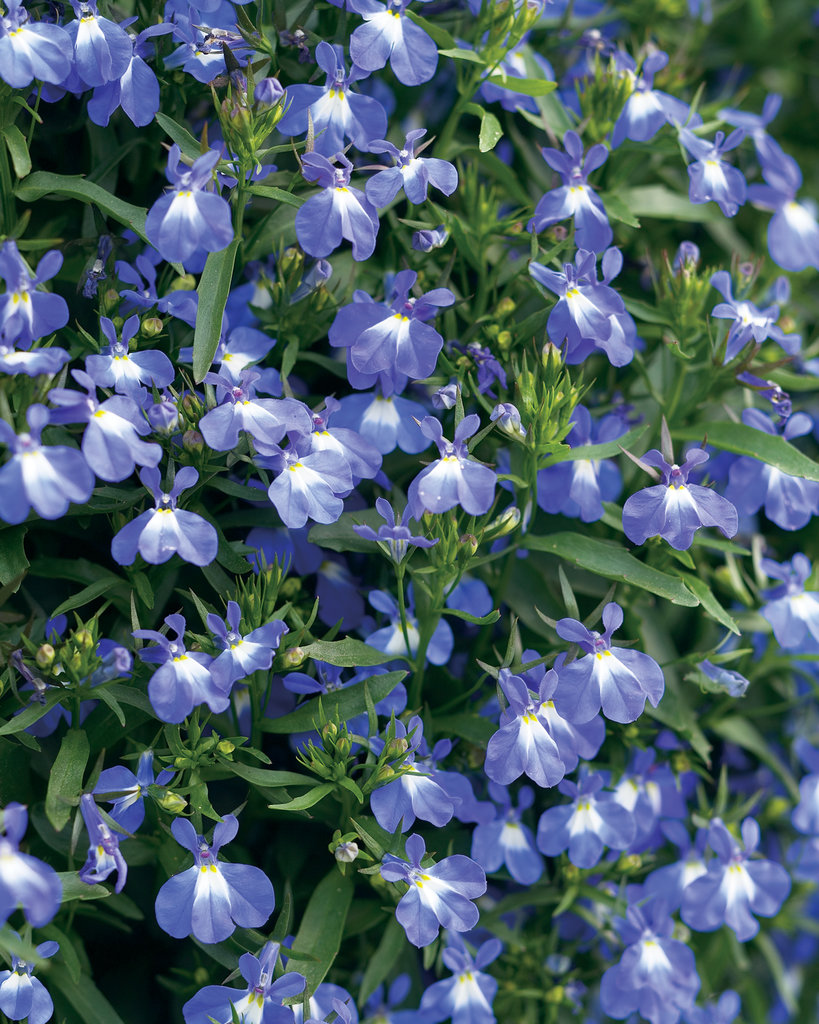 Hänglobelia 'Compact Blue'